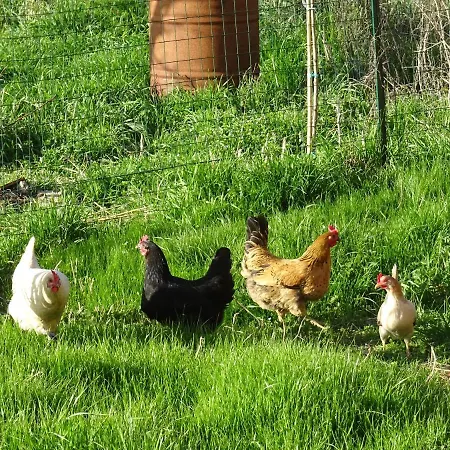 Farm stay Podere Padolecchie - Azienda Agricola Passerini *